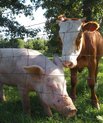 Picture of a pig and a cow 