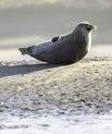 Sæl på stranden