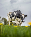 Picture of a cow in the field
