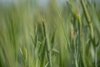 Wheat