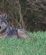 En dansk ulv kan forvente at blive omkring to år, viser nyt studie. (Foto: Anders Bak).