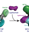 Den første tredimensionelle struktur af IgE antistoffet, som udløser allergiske reaktioner. Til venstre ses de eksperimentelle data opnået ved hjælp af elektromikroskopi, som førte til den tredimensionelle struktur af IgE. Til højre de tilsvarende eksperi
