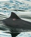 Hørelsen hos marsvin og andre havpattedyr kan beskyttes ved en såkaldt "soft start", når de geologiske forundersøgelser til de påtænkte energiøer i Nordsøen og Østersøen skal udføres. (Foto: Colourbox).