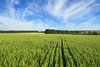 Picture of a field