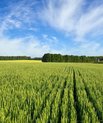 Picture of a field