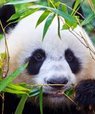 "The microbial culture that has developed in the gut of pandas seems to be quite unique," says Associate Professor Alberto Scoma from the Department of Engineering. Photo: Colourbox.