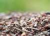 Ants