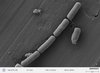 Close-up of the bacteria Shewanella oneidensis