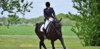 Riding horse