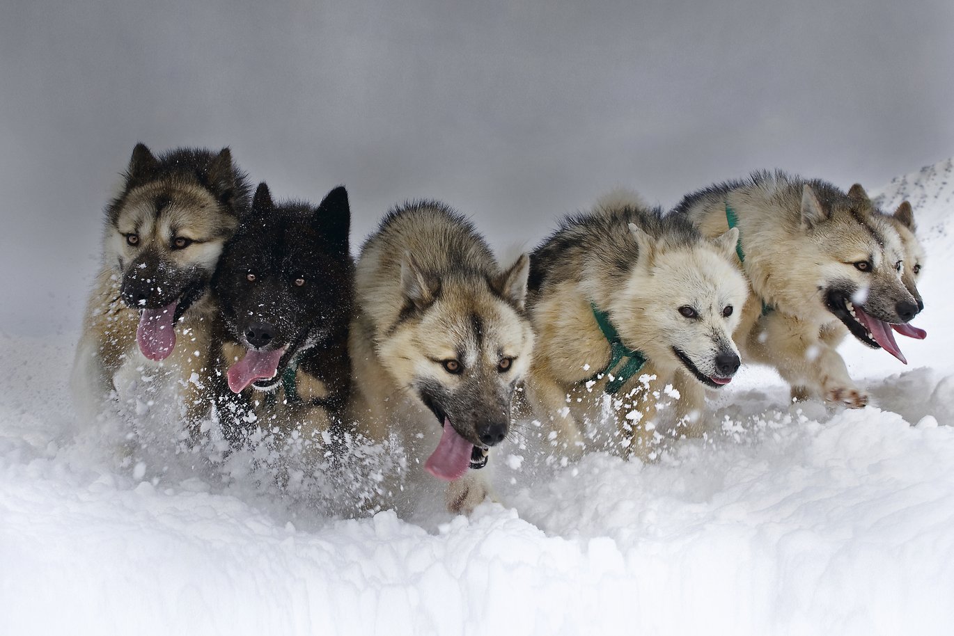 [Translate to English:] Seks slædehunde, som trækker en slæde, løber gennem sneen.