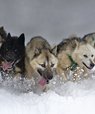 [Translate to English:] Seks slædehunde, som trækker en slæde, løber gennem sneen.