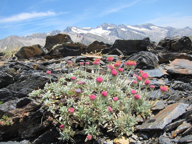 Senecio boissieri in front of Pico Aneto, the highest mountain in the Pyrenees. Photo: J.V. Ferrández, IPE-CSIC, Spain.