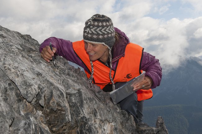 Dr. Sonja Wipf identifying a tiny Draba species on Piz Murtér in Switzerland, 2.836 meters above sea level. Photo: Hans Lozza, Parc Naziunal Svizzer.