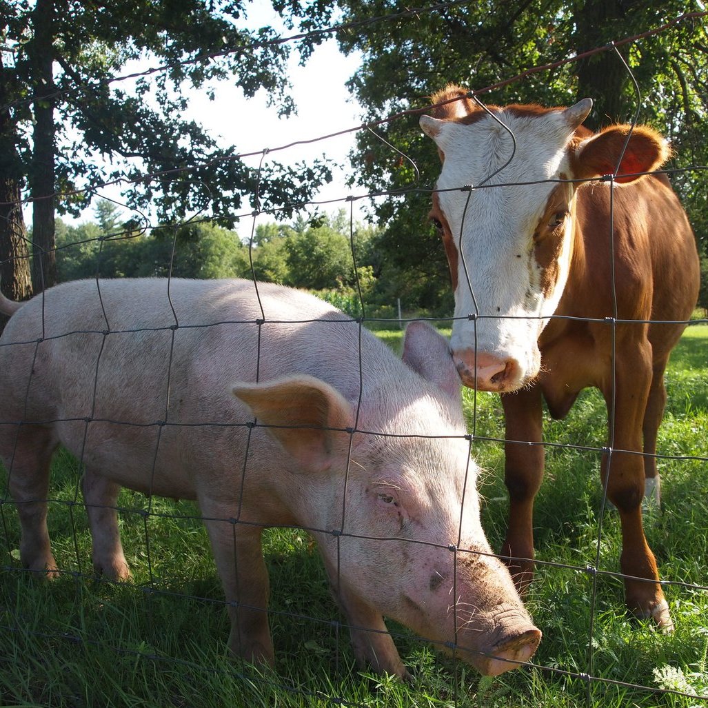 Picture of a cow and a pig behind a fence
