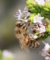Honey bee in oregano. Photo: Claus Rasmussen