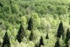 Forest viewed from above