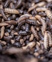 Picture of larvae's