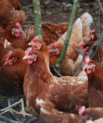 Picture of hens