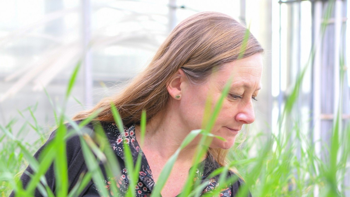 Mette Vestergård Madsen, professor ved Institut for Agroøkologi, har ny forskning om tørkeresistente afgrøder med i bagagen til Klimafolkemødet. 