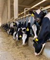 Picture of cows in a cowshed