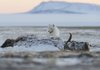 Polar bear