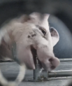 Billede af en gris der drikker