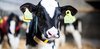 Picture of a cow