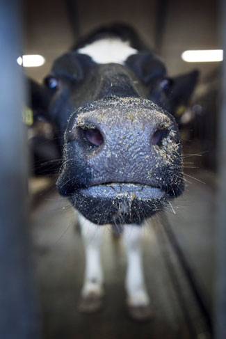 Close up of a cow in a stable
