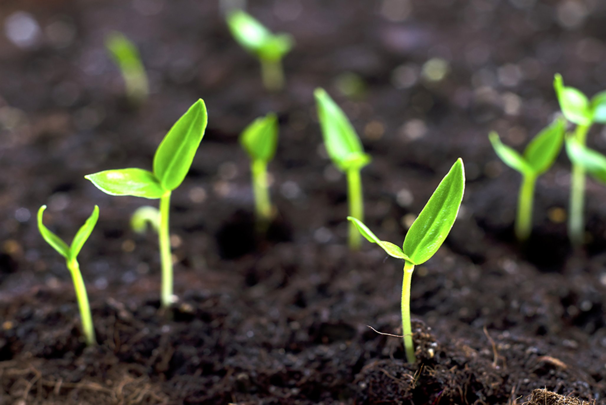 Arbuskulære mykorrhizasvampe