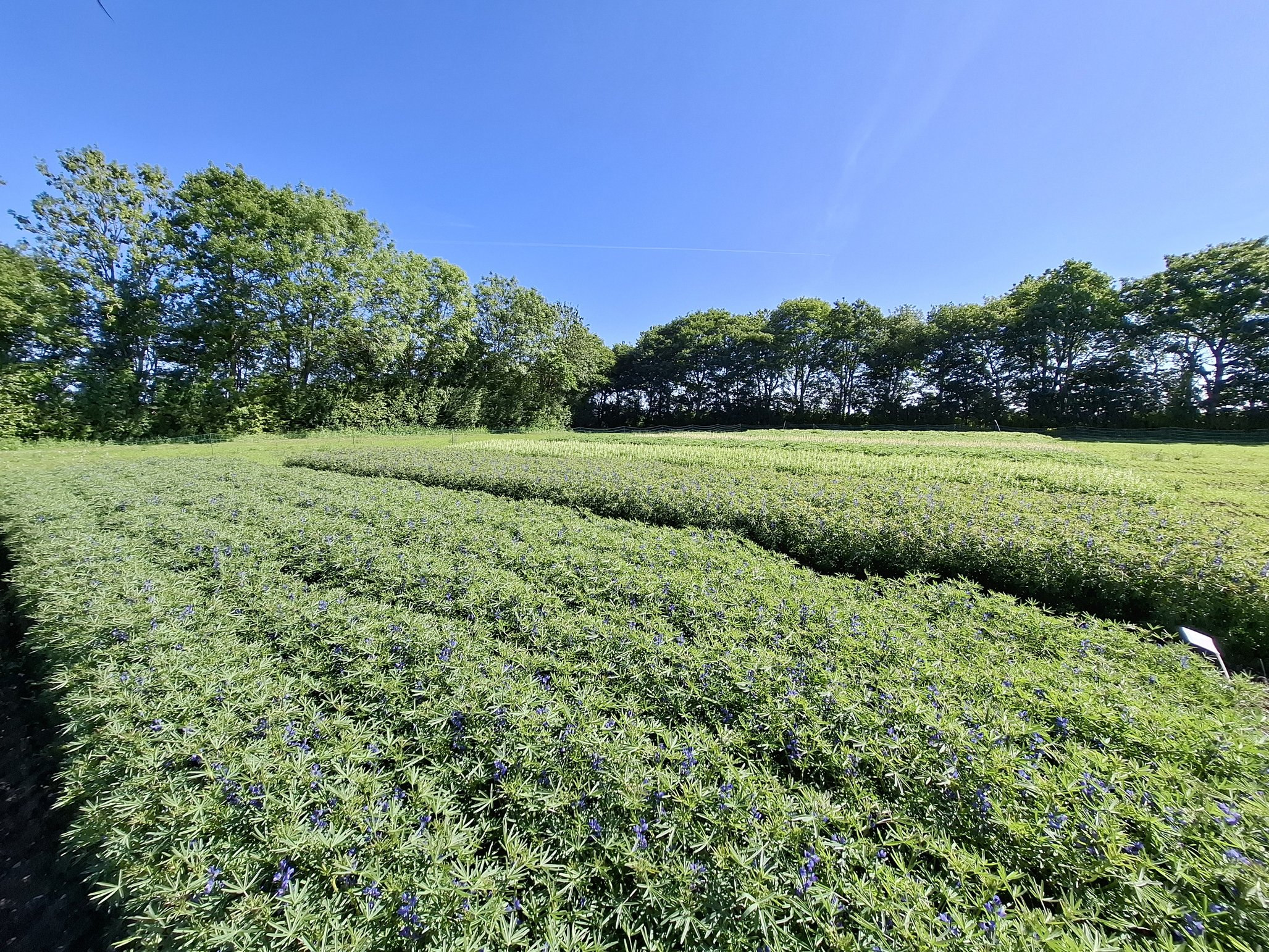 Lupin varieties at flowering time