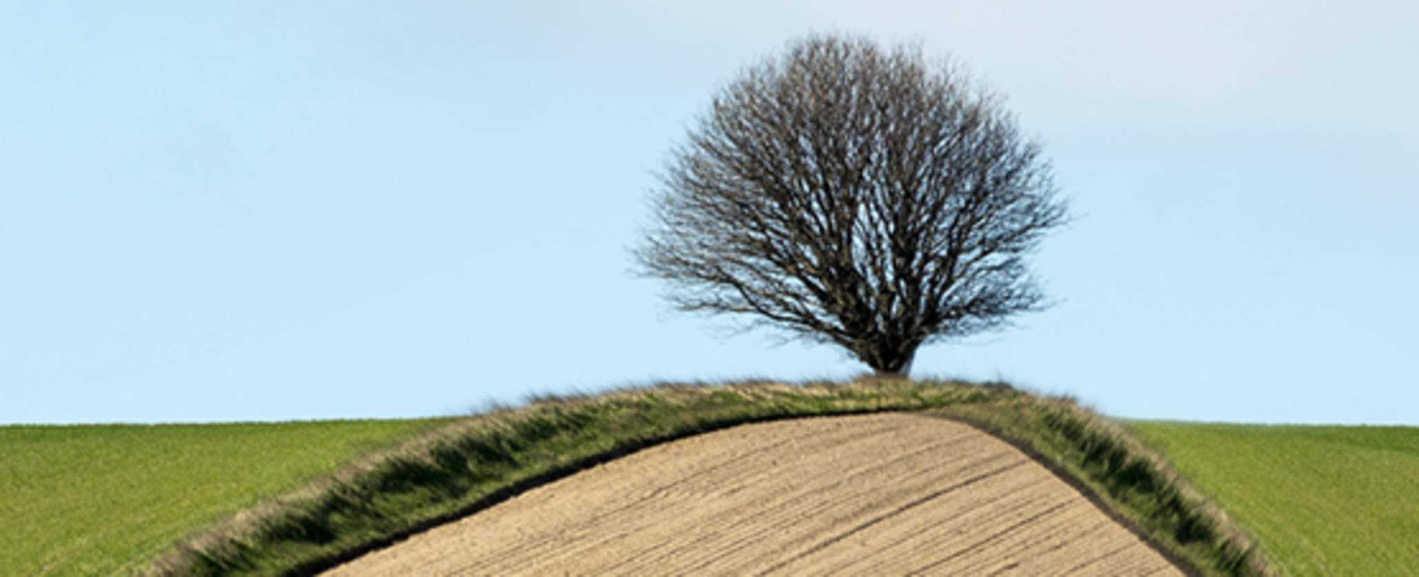 Mark med træ i midten